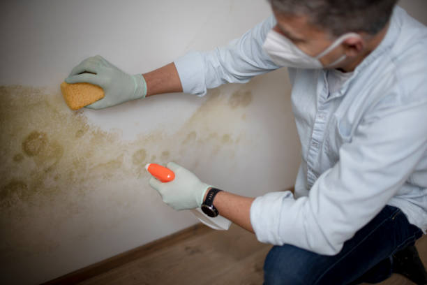 Best Toxic Mold Removal  in Cedar Glen West, NJ
