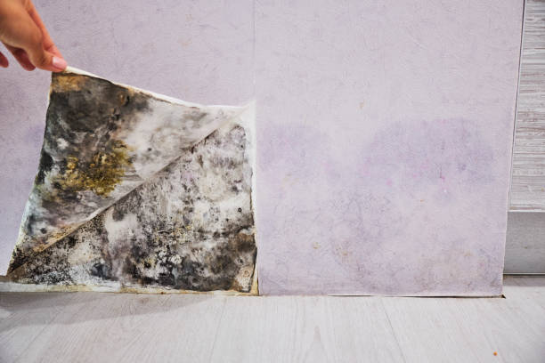 Best Mold Removal Near Me  in Cedar Glen West, NJ